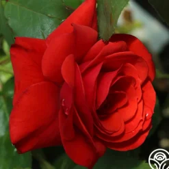 Fire King>Heirloom Roses Online