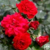 Fire Meidiland®>Heirloom Roses