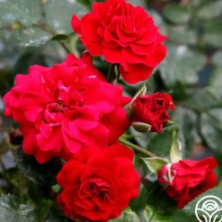 Fire Meidiland®>Heirloom Roses