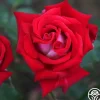 Fire 'N' Ice>Heirloom Roses Discount