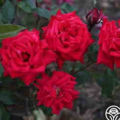 Fire 'N' Ice>Heirloom Roses Discount