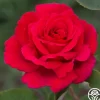 Firefighter®>Heirloom Roses Clearance