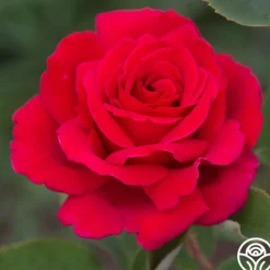 Firefighter®>Heirloom Roses Clearance