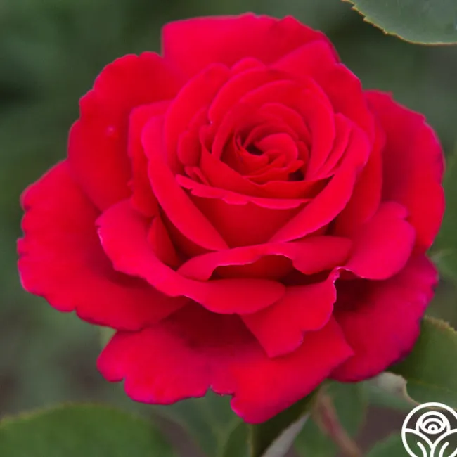 Firefighter®>Heirloom Roses Clearance