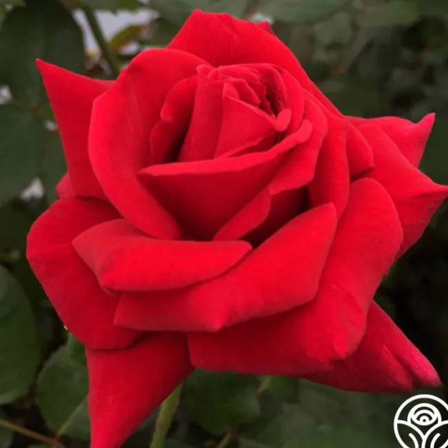 Firefighter®>Heirloom Roses Clearance