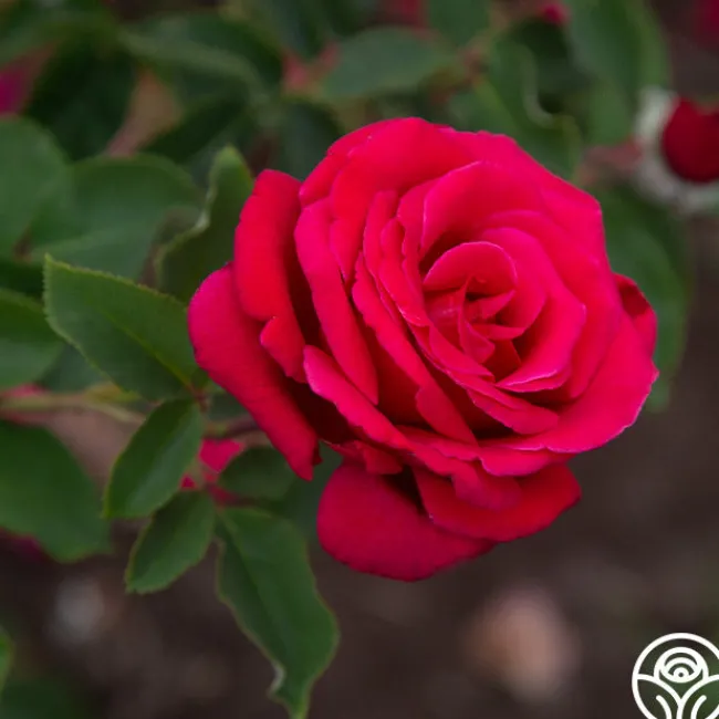 Firefighter®>Heirloom Roses Clearance