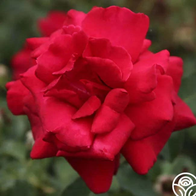Firefighter®>Heirloom Roses Clearance