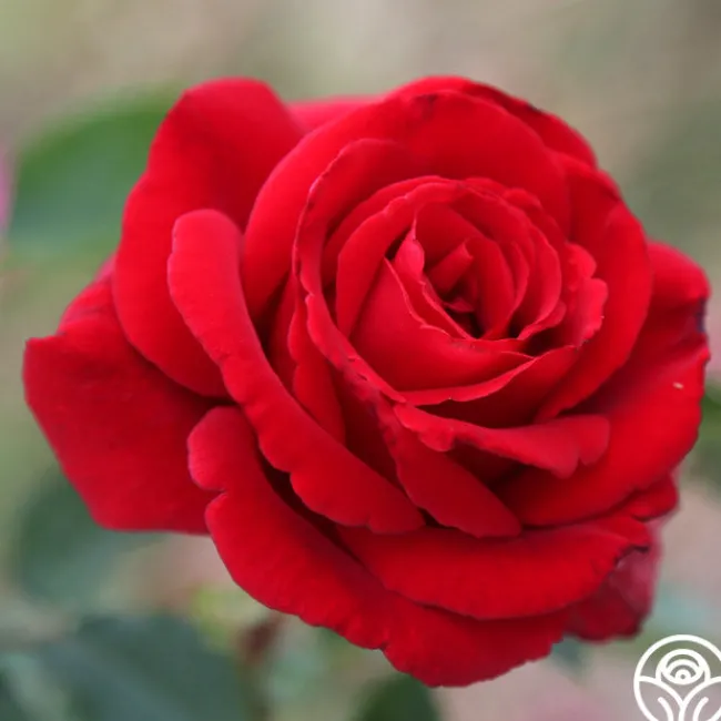 Firefighter®>Heirloom Roses Clearance