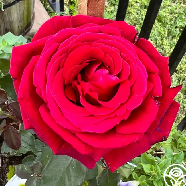 Firefighter®>Heirloom Roses Clearance