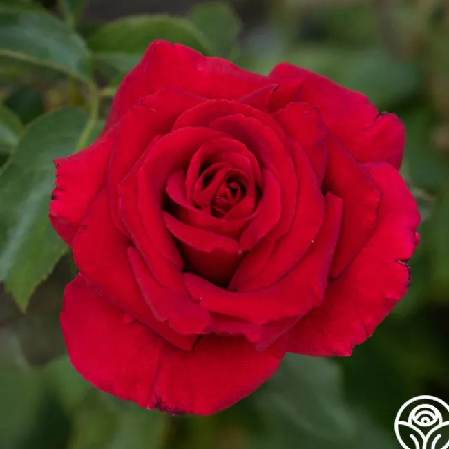 Firefighter®>Heirloom Roses Clearance