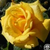 First Impression>Heirloom Roses Sale