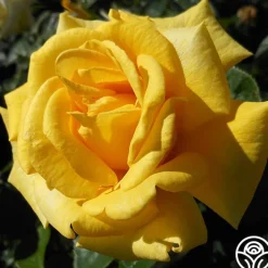 First Impression>Heirloom Roses Sale