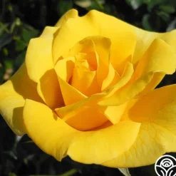 First Impression>Heirloom Roses Sale