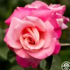 First Prize>Heirloom Roses Discount
