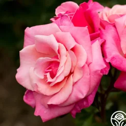 First Prize>Heirloom Roses Discount
