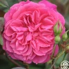 Flamenco Rosita>Heirloom Roses Best