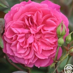 Flamenco Rosita>Heirloom Roses Best