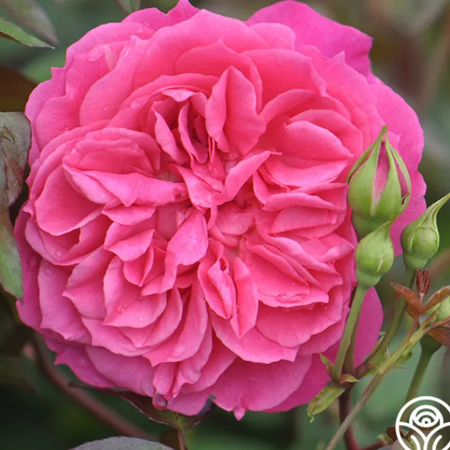 Flamenco Rosita>Heirloom Roses Best