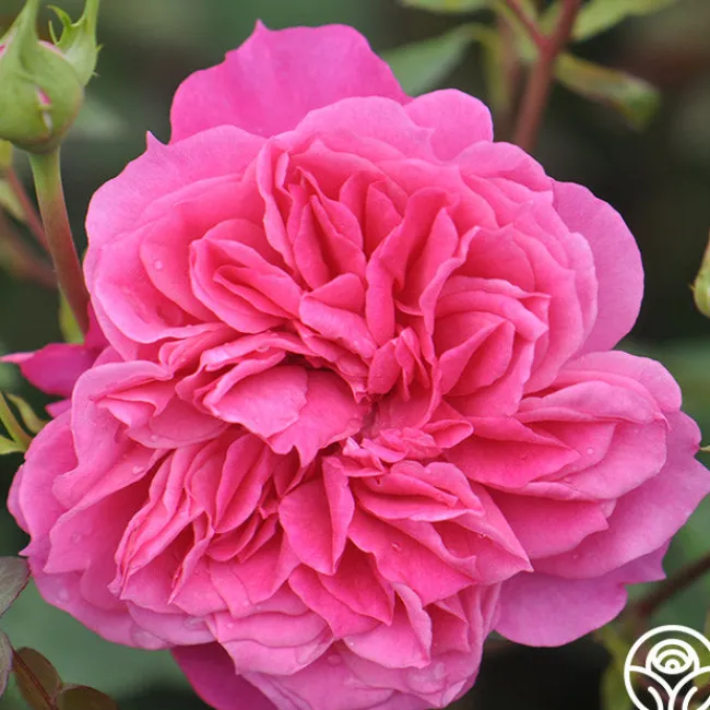 Flamenco Rosita>Heirloom Roses Best