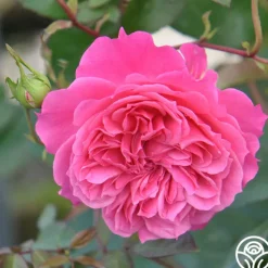Flamenco Rosita><noscript><img width=