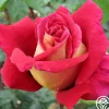 Flaming Peace>Heirloom Roses Discount