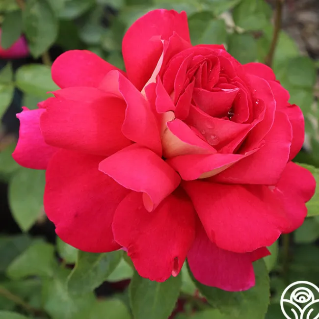 Flaming Peace>Heirloom Roses Discount