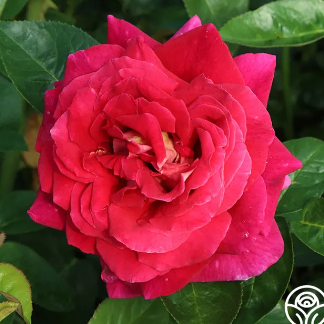 Flaming Peace>Heirloom Roses Discount