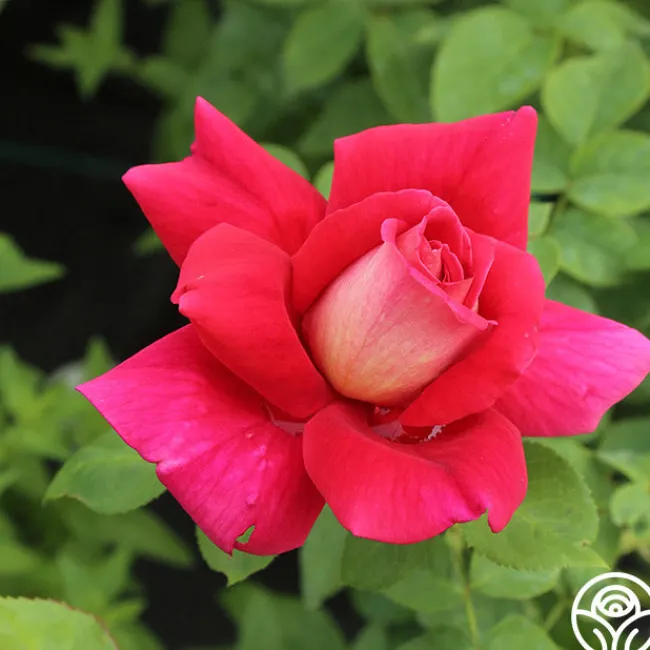 Flaming Peace>Heirloom Roses Discount