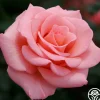 Flawless>Heirloom Roses Sale