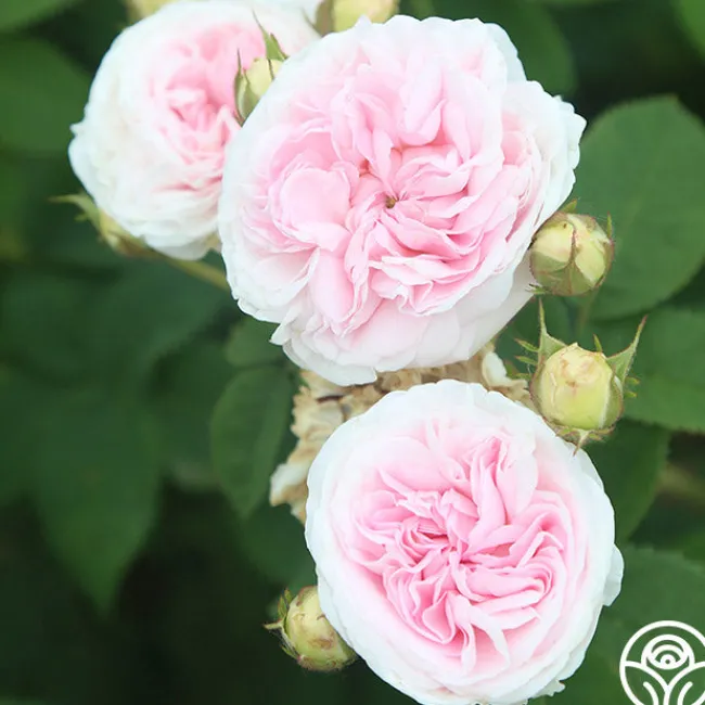 Félicité Parmentier>Heirloom Roses Best
