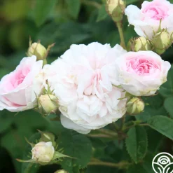 Félicité Parmentier>Heirloom Roses Best