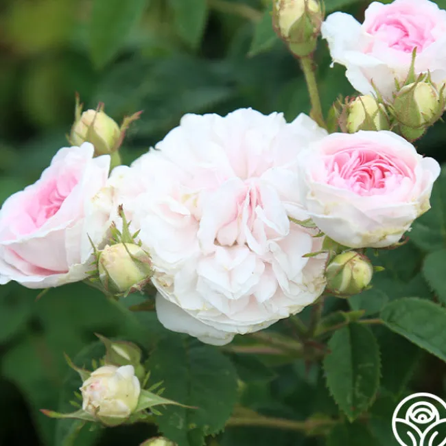 Félicité Parmentier>Heirloom Roses Best