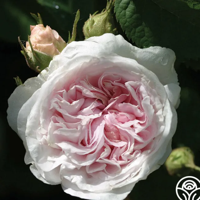 Félicité Parmentier>Heirloom Roses Best