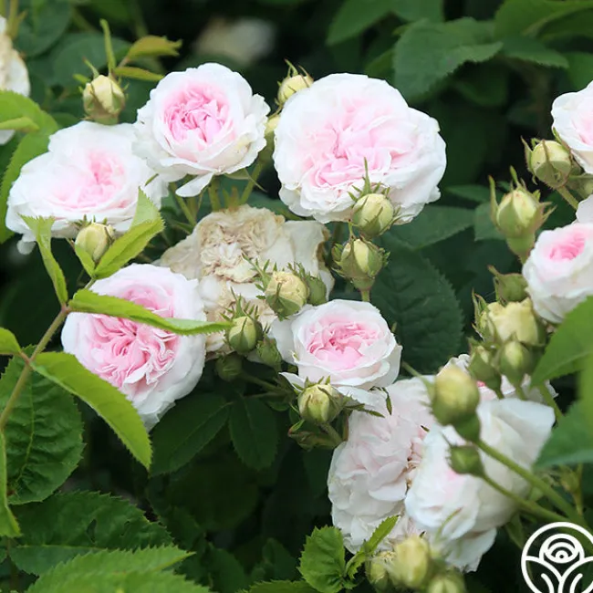 Félicité Parmentier>Heirloom Roses Best