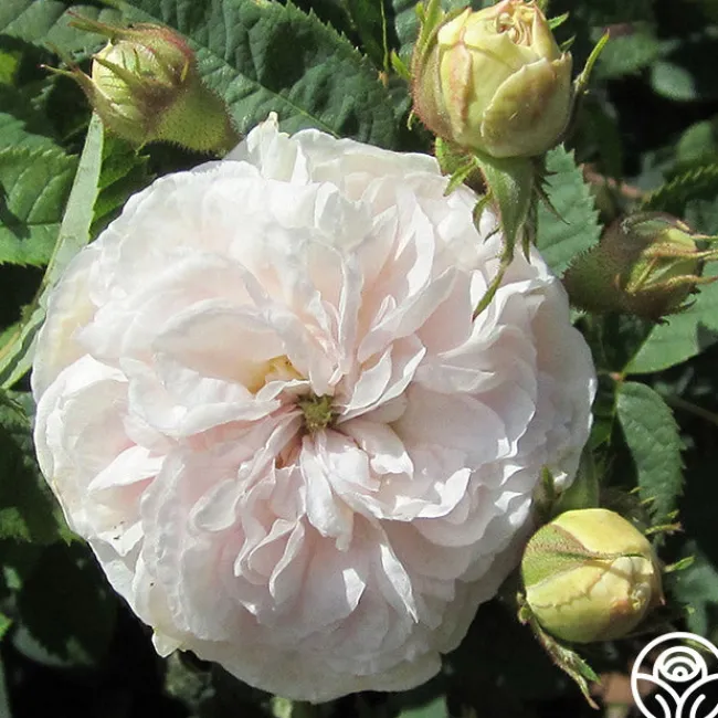 Félicité Parmentier>Heirloom Roses Best