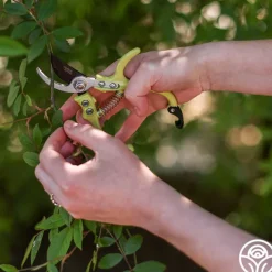 Flora Bypass Pruners>Heirloom Roses