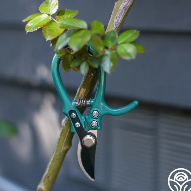 Flora Bypass Pruners>Heirloom Roses