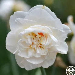 Flower Drift>Heirloom Roses Clearance