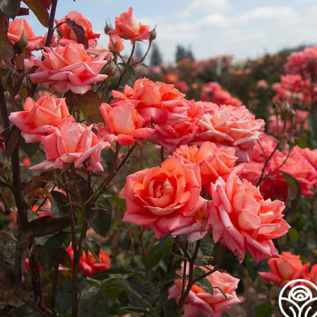 Folklore™>Heirloom Roses Sale