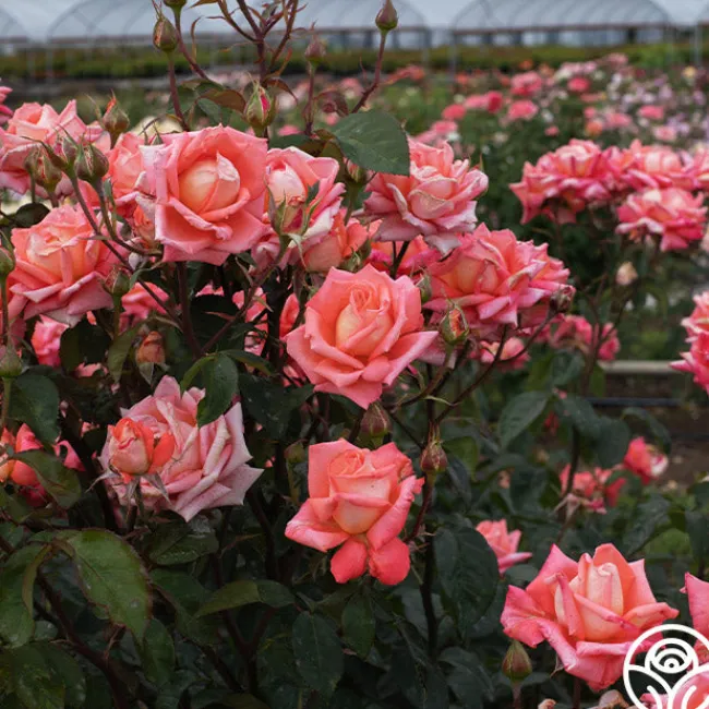 Folklore™>Heirloom Roses Sale