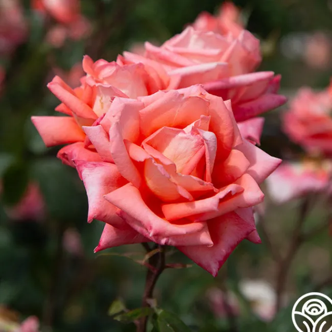 Folklore™>Heirloom Roses Sale