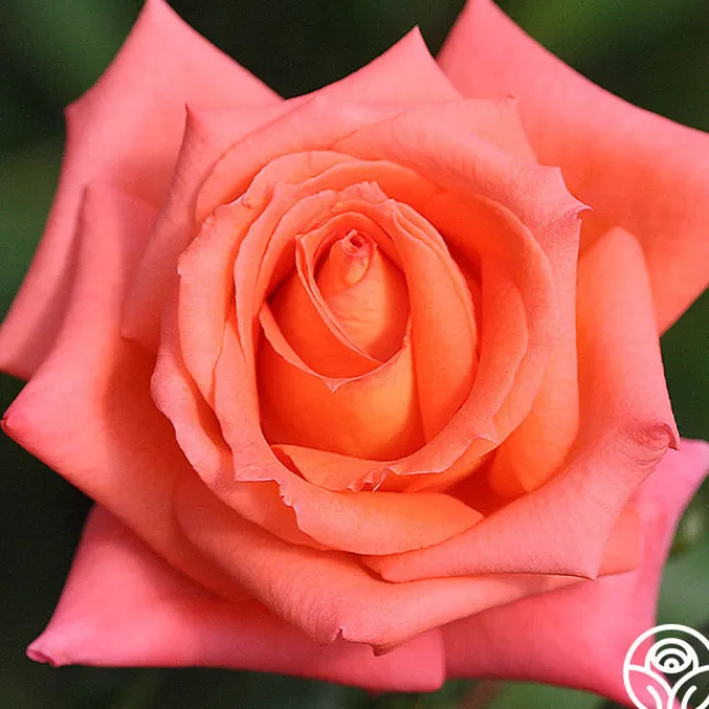 Folklore™>Heirloom Roses Sale