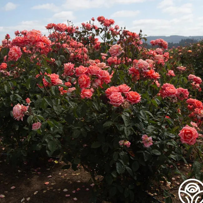 Folklore™>Heirloom Roses Sale