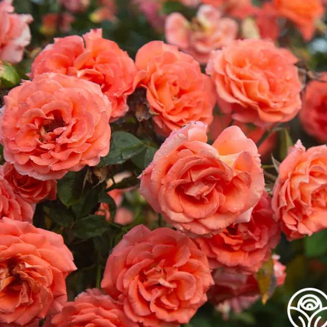 Folklore™>Heirloom Roses Sale