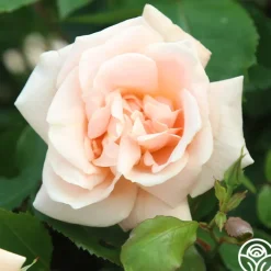 Folksinger>Heirloom Roses Sale