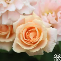 Folksinger>Heirloom Roses Sale