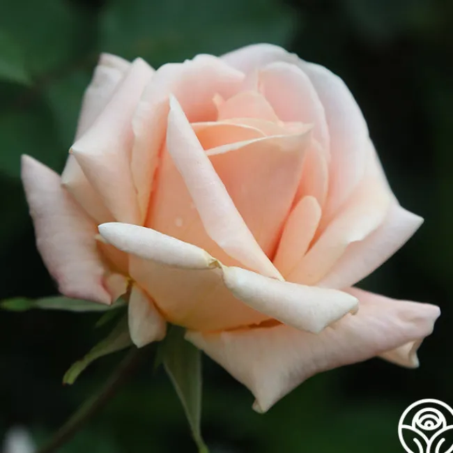 Folksinger>Heirloom Roses Sale
