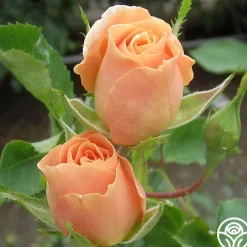 Folksinger><noscript><img width=