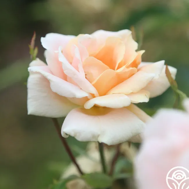 Folksinger>Heirloom Roses Sale