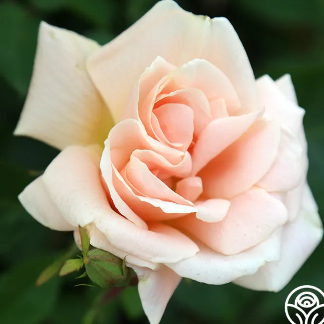 Folksinger>Heirloom Roses Sale